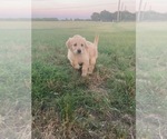 Small Photo #1 Golden Retriever Puppy For Sale in CHINA SPRING, TX, USA