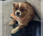 Small #4 Pomeranian Mix