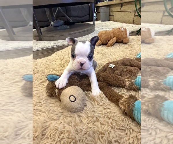 Medium Photo #2 Boston Terrier Puppy For Sale in FREDONIA, KS, USA