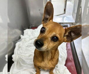 Chihuahua Dogs for adoption in Rustburg, VA, USA