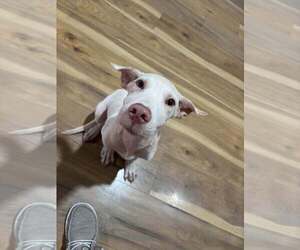 Mutt Dogs for adoption in Abbeville, LA, USA