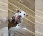 Yancy - Male Mutt Dog for Adoption - Small photo