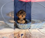 Small #10 Yorkshire Terrier