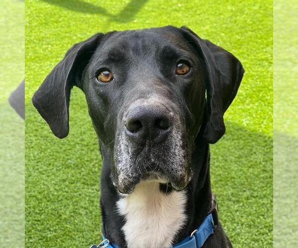 Medium Photo #6 Great Dane Puppy For Sale in San Diego, CA, USA