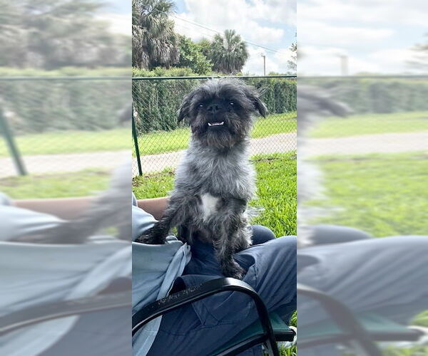 Medium Photo #5 Shih Tzu Puppy For Sale in Weston, FL, USA