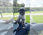Small #4 Shih Tzu