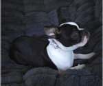 Small #8 Boston Terrier