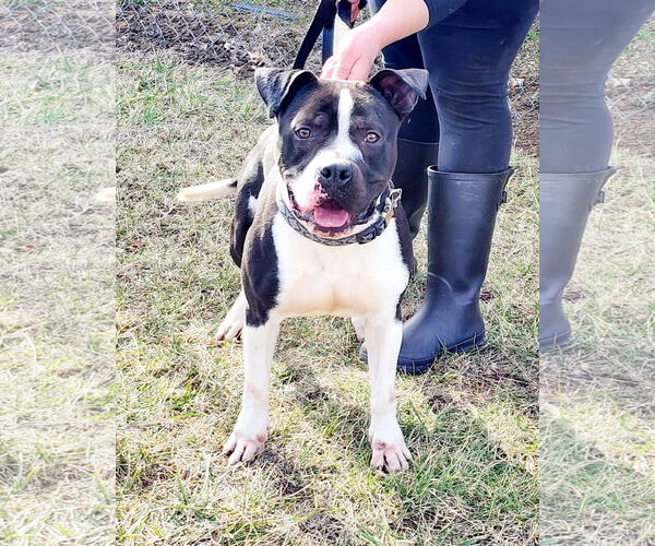Medium Photo #4 American Pit Bull Terrier-Unknown Mix Puppy For Sale in Perth Amboy, NJ, USA
