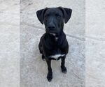 Small #3 Labrador Retriever Mix