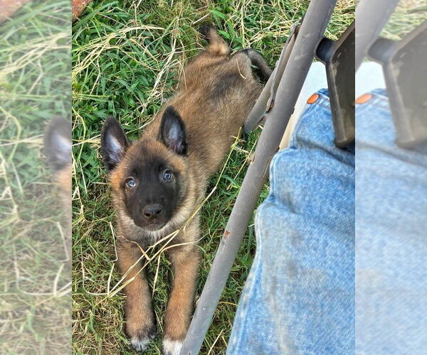 Medium Photo #4 Mutt Puppy For Sale in Imlay City, MI, USA