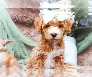 Sheepadoodle Puppy for sale in FAYETTEVILLE, NC, USA