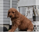 Small Photo #1 Goldendoodle-Poodle (Miniature) Mix Puppy For Sale in GORDONVILLE, PA, USA