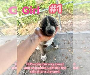 Labrador Retriever-Unknown Mix Dogs for adoption in Conroe, TX, USA