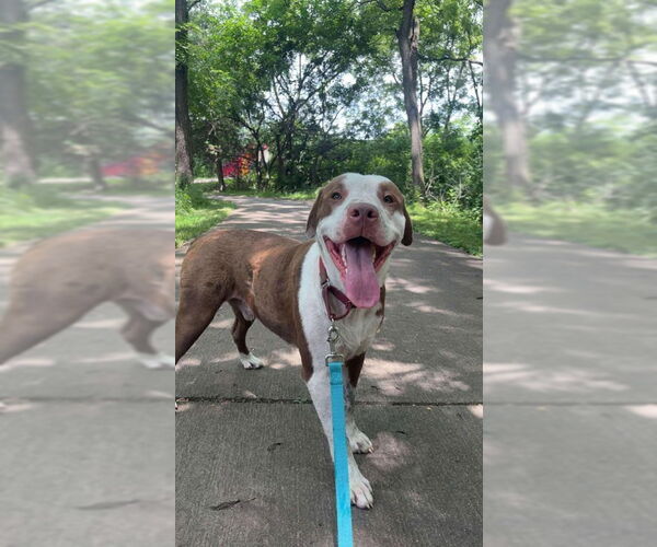 Medium Photo #2 American Pit Bull Terrier-Unknown Mix Puppy For Sale in Oskaloosa, IA, USA