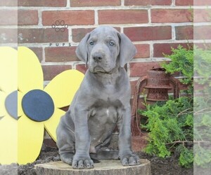 Great Dane Puppy for Sale in BROGUE, Pennsylvania USA
