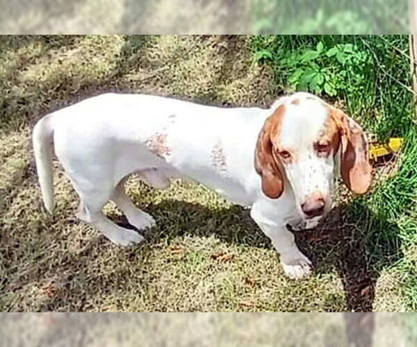 Medium Photo #2 Basset Hound Puppy For Sale in Deepwater, NJ, USA
