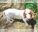 Small #1 Basset Hound