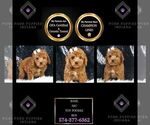 Puppy AKC Basil Poodle (Miniature)