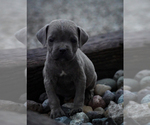 Small Photo #3 Cane Corso Puppy For Sale in GRABILL, IN, USA