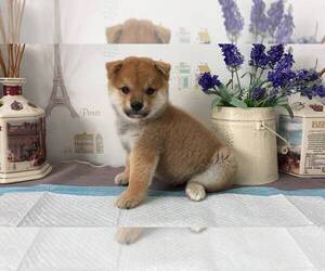 Shiba Inu Puppy for sale in SAN DIEGO, CA, USA