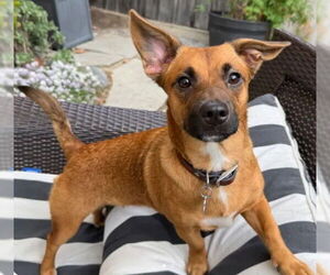 Chihuahua Dogs for adoption in Tracy, CA, USA