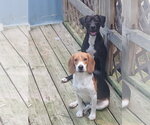 Small #1 Beagle