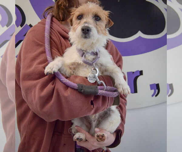 Medium Photo #4 Jack Russell Terrier-Unknown Mix Puppy For Sale in Huntley, IL, USA
