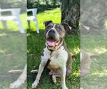 Small #10 Staffordshire Bull Terrier