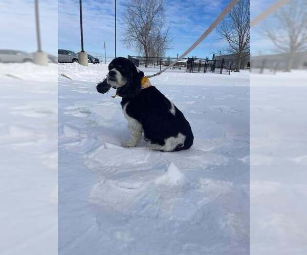 Medium Photo #3 Cock-A-Tzu Puppy For Sale in Evansville, IN, USA