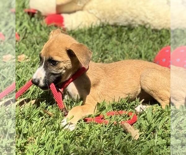 Medium Photo #3 Mutt Puppy For Sale in Yardley, PA, USA