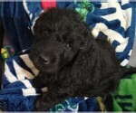 Puppy Miss Purple Goldendoodle