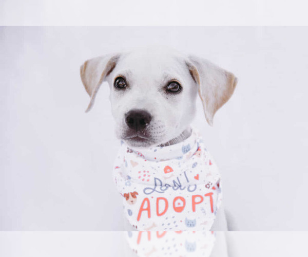 Medium Photo #8 Labbe Puppy For Sale in Princeton, MN, USA