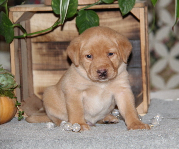 Medium Photo #17 Labrador Retriever Puppy For Sale in HYDE PARK, VT, USA
