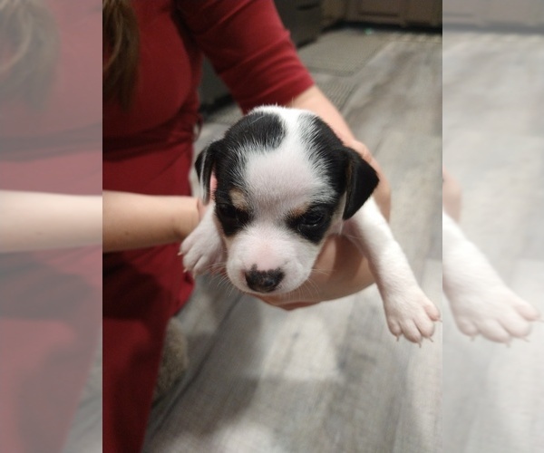 Medium Photo #1 Jack Russell Terrier Puppy For Sale in BOWLING GREEN, KY, USA