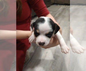 Jack Russell Terrier Puppy for sale in BOWLING GREEN, KY, USA