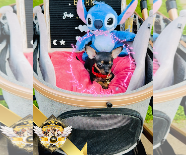 Medium Photo #2 Chihuahua Puppy For Sale in ATHENS, GA, USA