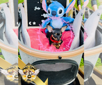 Small #1 Chihuahua