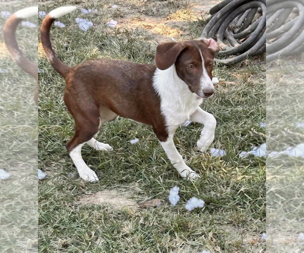 Medium Photo #3 Raggle Puppy For Sale in Southbury, CT, USA
