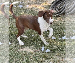 Lil Judy ~ meet me! - Female Raggle Dog for Adoption - Photo #3