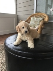 Goldendoodle Puppy for sale in CARY, NC, USA