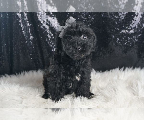 Medium Photo #3 YorkiePoo Puppy For Sale in WARSAW, IN, USA