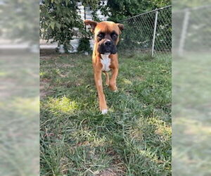 Boxer Dogs for adoption in Burnsville, MN, USA