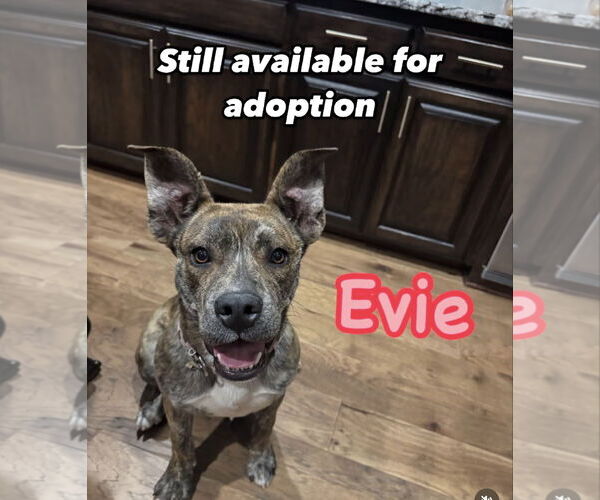 Medium Photo #4 Mutt Puppy For Sale in Euless, TX, USA