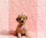 Small #4 Poodle (Toy)