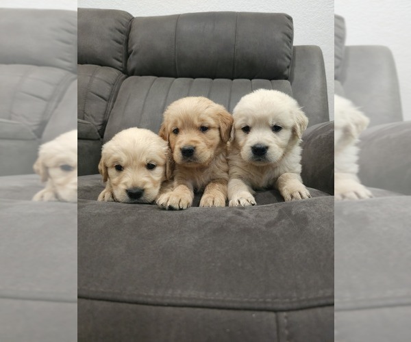 Medium Photo #8 Golden Retriever Puppy For Sale in ELVERTA, CA, USA