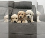 Small #7 Golden Retriever