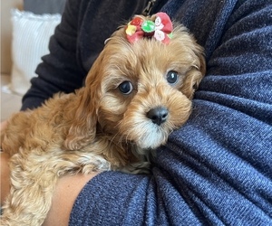 Cavapoo Puppy for sale in MONROE, NC, USA