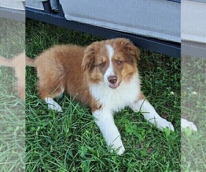 Medium Australian Shepherd-English Shepherd Mix