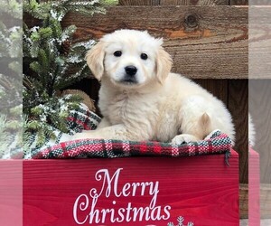 Golden Retriever Puppy for sale in DRY RUN, PA, USA