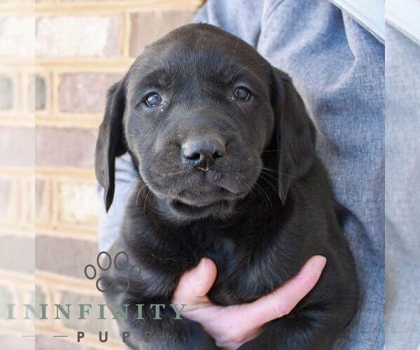 Medium Photo #2 Labrador Retriever Puppy For Sale in JONESTOWN, PA, USA